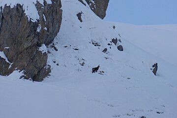 a deer in the snow