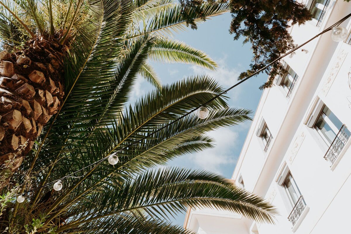 Looking up at palm trees in front of a white building