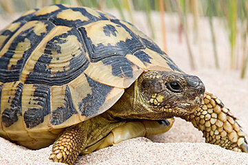 A close up of a turtle crawling in the sand