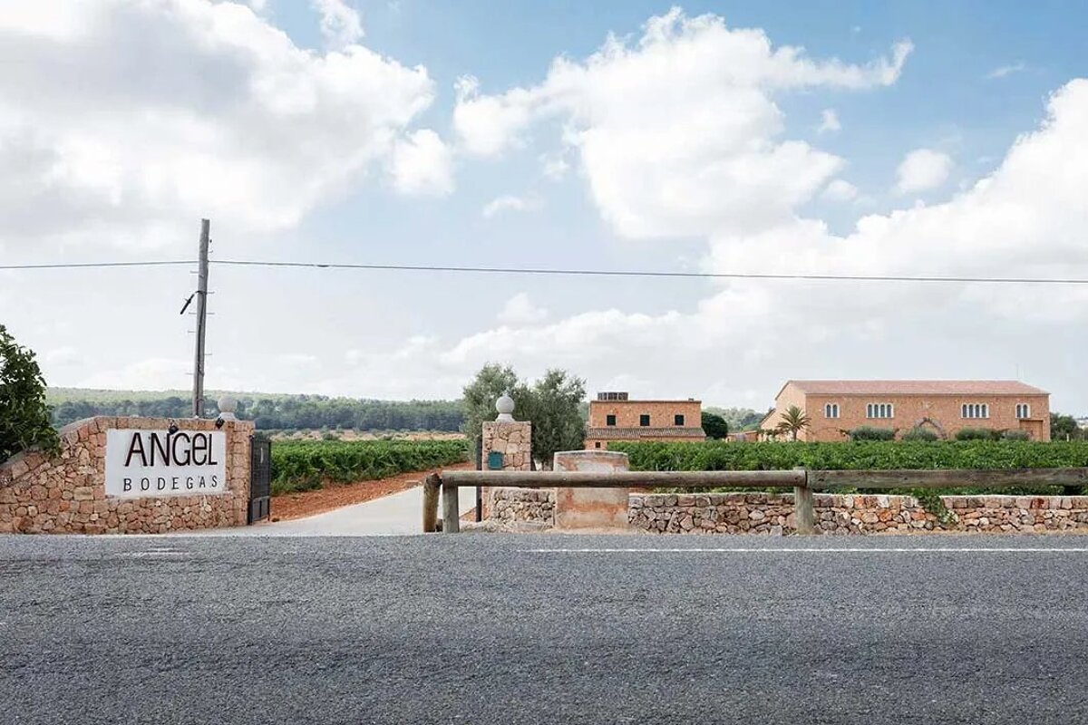 Bodegas Angel Vineyard, Santa Maria del Cami