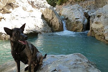 a dog in a river gorge in north provence