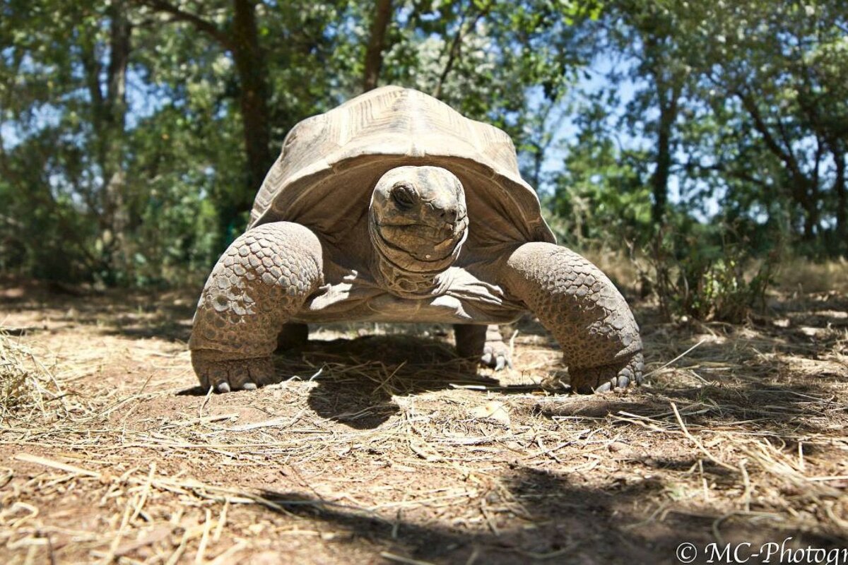 Tortoise park and nature reserve in Provence