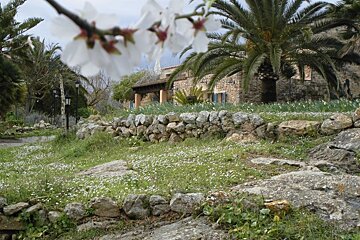 Blurred white blossoms frame a rustic stone house nestled among palm trees, green grass with white flowers, and stone walls under a cloudy sky.