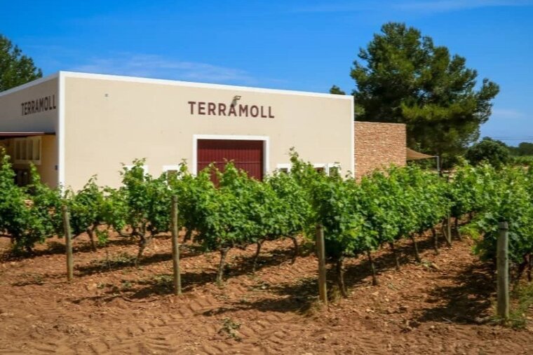 Top vineyards to visit in Ibiza & Formentera