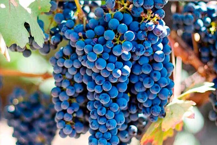 Top vineyards to visit in Ibiza & Formentera in 2019