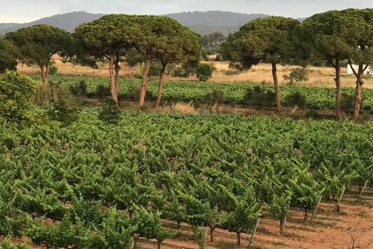 Top vineyards to visit in Ibiza & Formentera in 2019