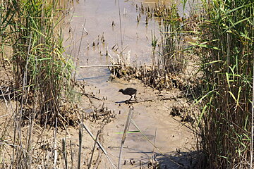 a baby bird in wetlands in majorca