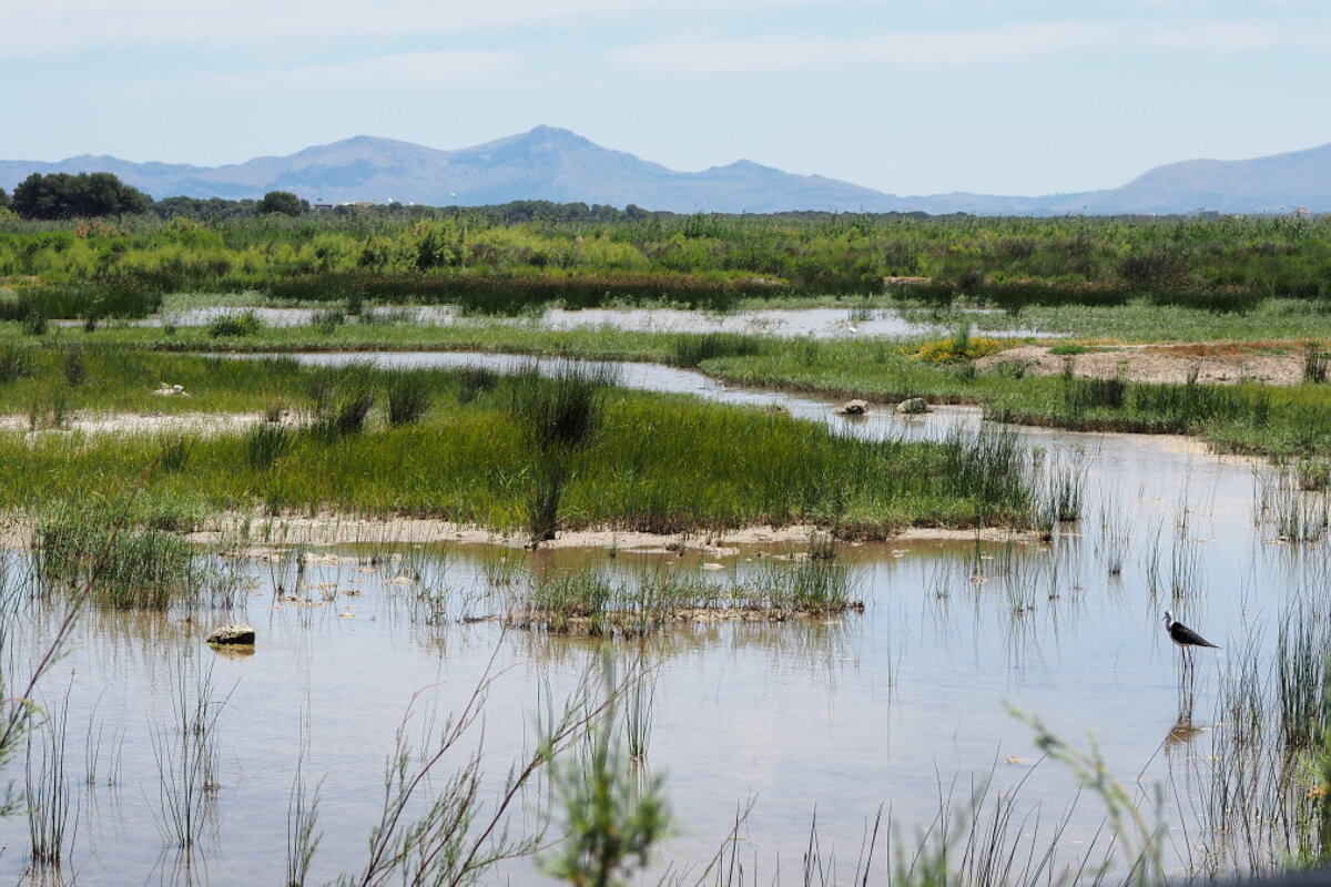long legged birds in a nature park in majorca