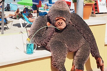 a stuffed gorilla sipping a cocktail