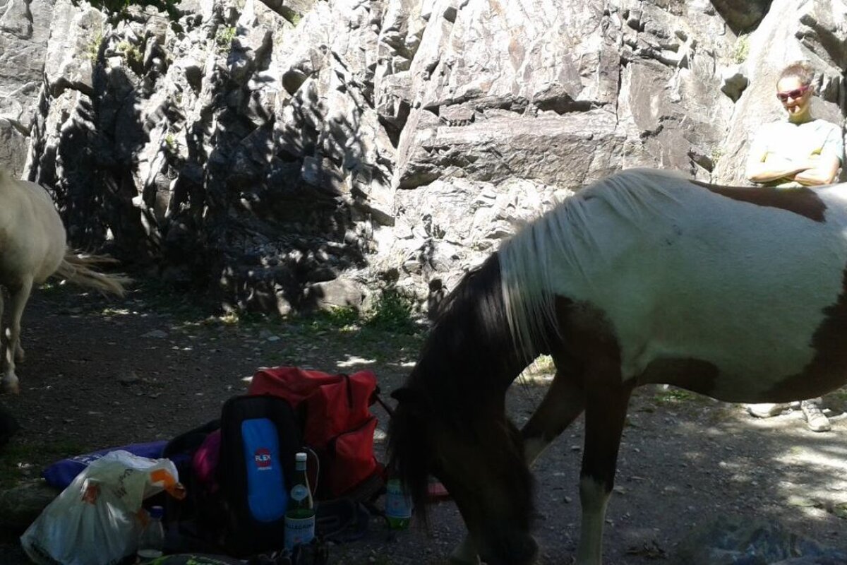 two horses at the bottom of a climbing route