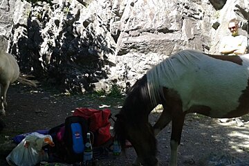 two horses at the bottom of a climbing route