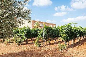 Bodegas Angel Vineyard, Santa Maria del Cami