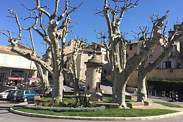 a fountain and plane trees