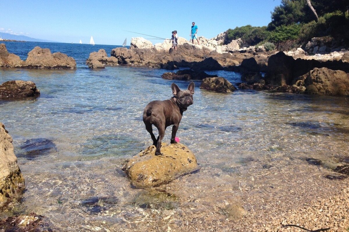 a dog in the sea at Bacon Beach cap d'Antibes