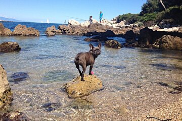 a dog in the sea at Bacon Beach cap d'Antibes