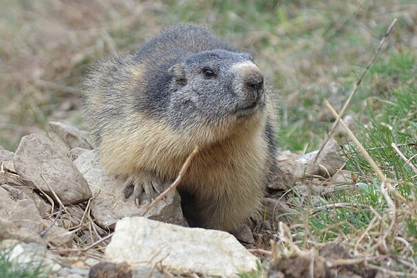 an inquisitive marmot in val disere