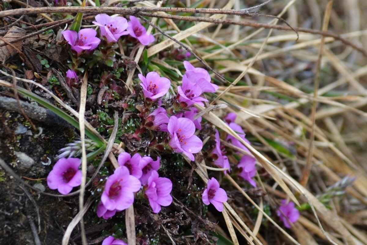 pink flowers on the side of a path
