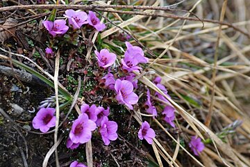 pink flowers on the side of a path
