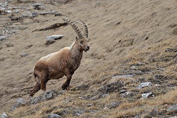 an ibex on a hillside in val disere