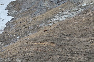 a chamois deer in the distance