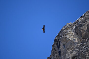 a golden eagle in val disere