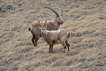 two ibex stood together
