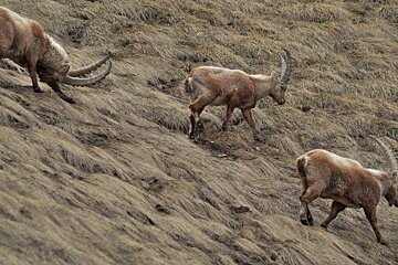 three antelopes in val disere