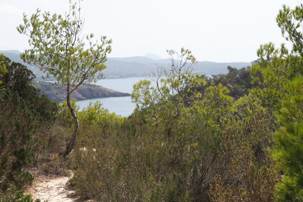 a path through some scrib in west ibiza
