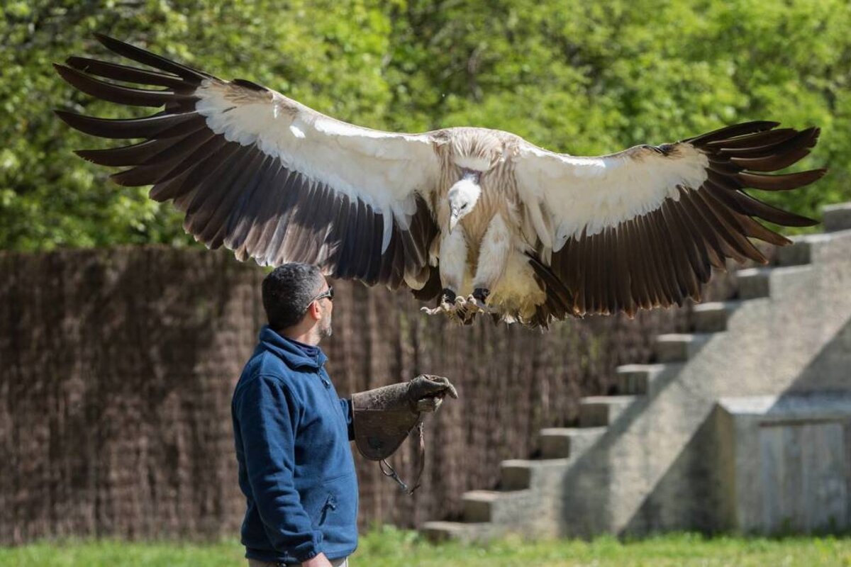 an eagle about to land on a man's arm