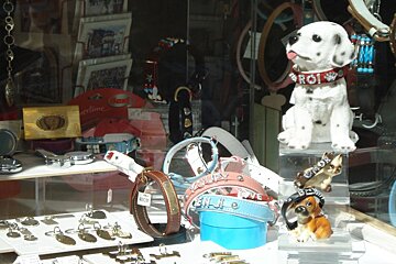 window of a pet shop selling nice dog collars