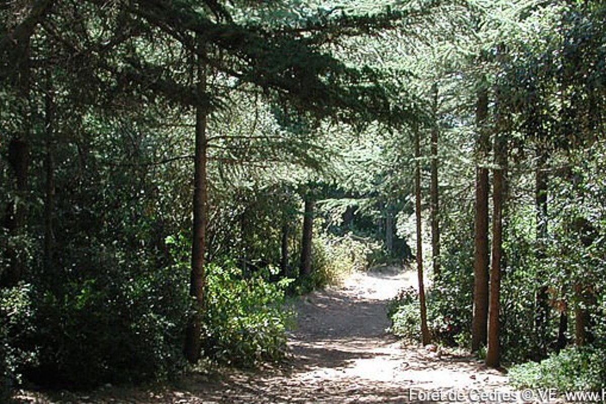 a trail in a forest in provence