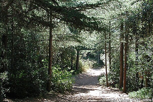 a trail in a forest in provence