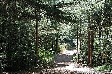 a trail in a forest in provence