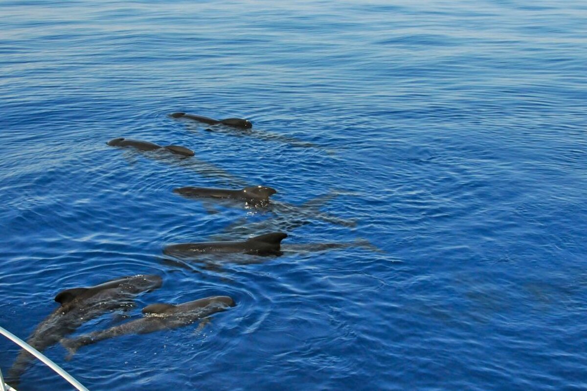 Beaulieu-sur-Mer Whale & dolphin-watching Boat Trip