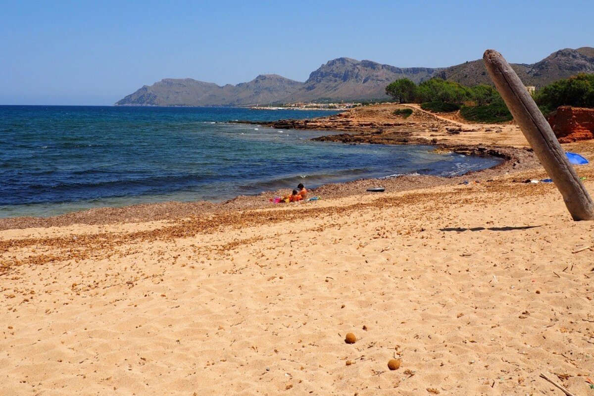 a small beach with a large tree trunk poking out of it
