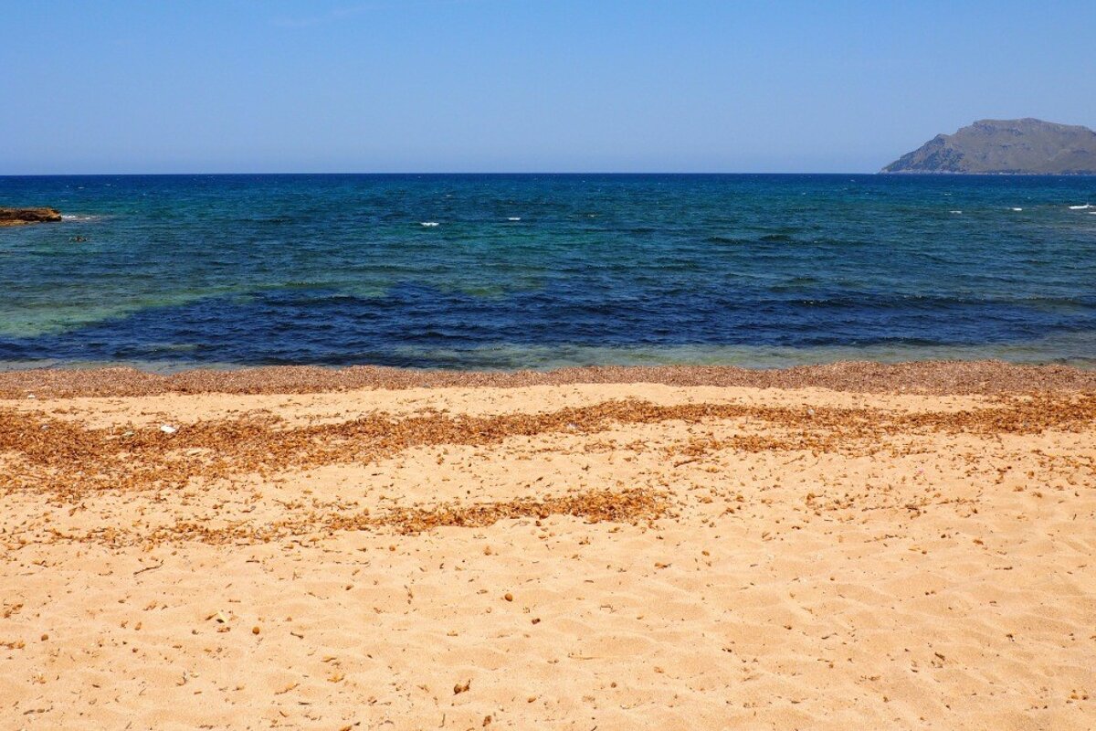 a sandy beach with bits of seagrass on it