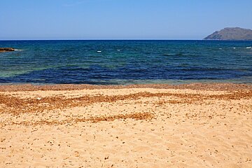 a sandy beach with bits of seagrass on it