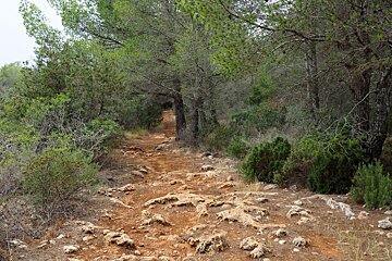 A rough path in a forest in ibiza