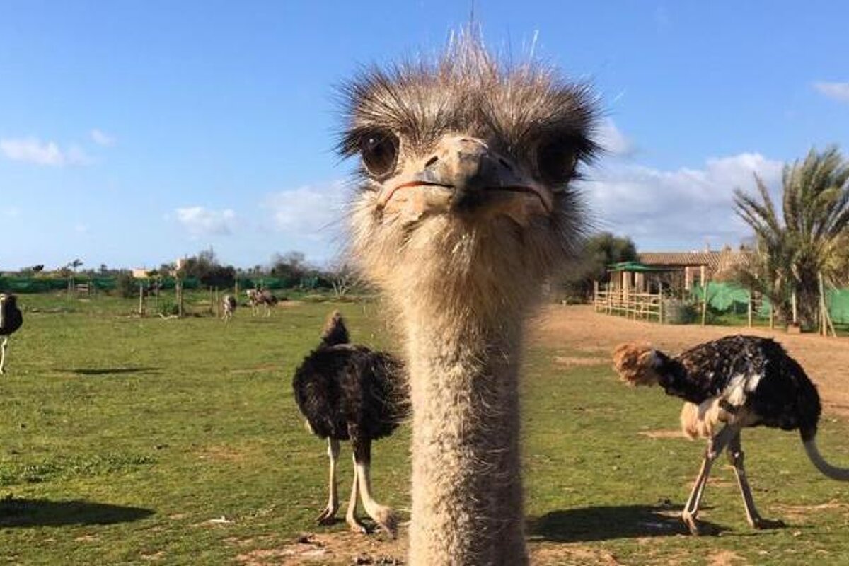 Salt Marshes and Southern Cliffs Tour, Palma