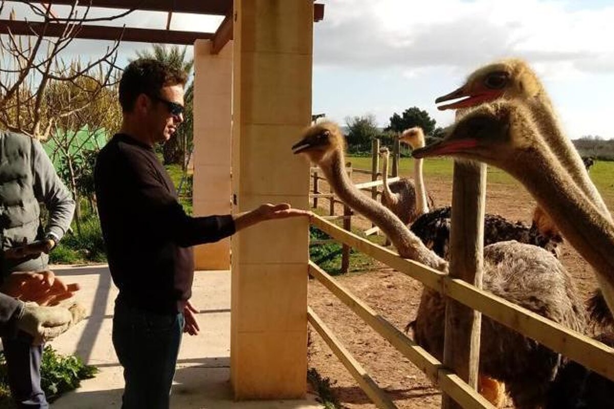 Salt Marshes and Southern Cliffs Tour, Palma