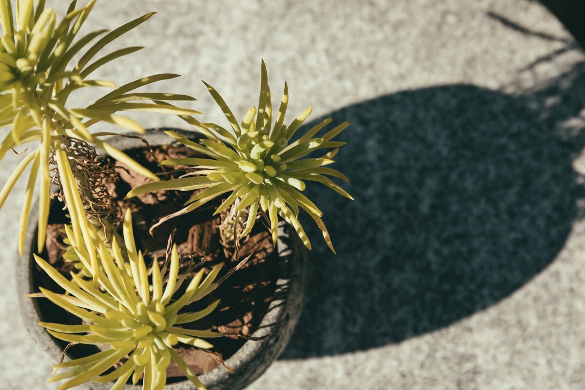 Sant Jaume Boutique Hotel, Palma