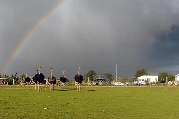 Artestruz Ostrich Farm, Campos