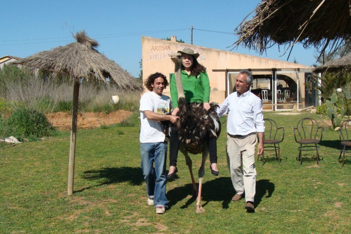 Artestruz Ostrich Farm, Campos