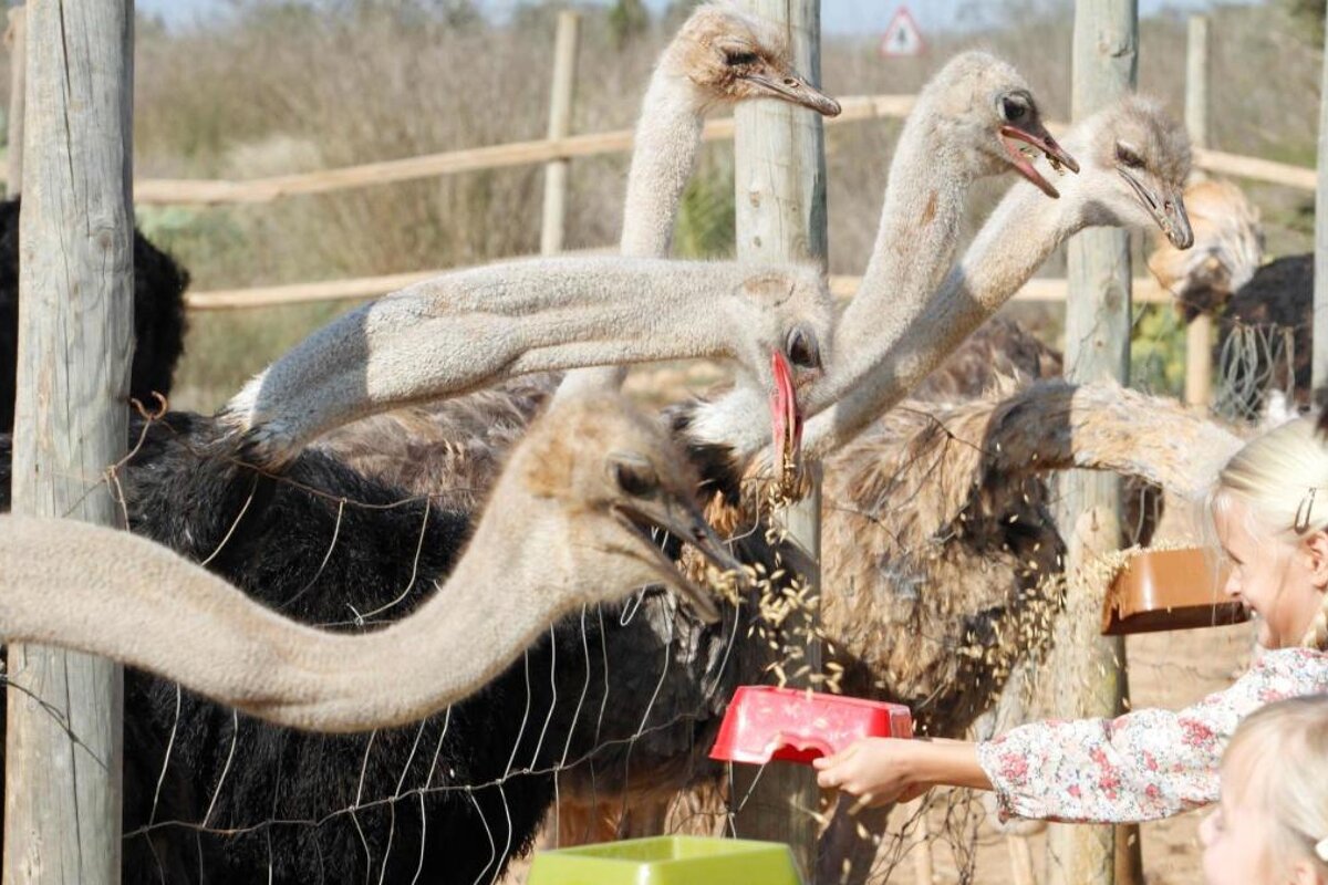 Artestruz Ostrich Farm, Campos