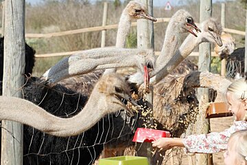 Artestruz Ostrich Farm, Campos