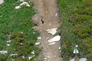 a fox on a mountain bike trail in chamonix