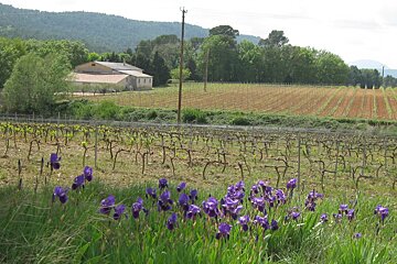 Chateau de Majouliere Vineyard, Villecroze