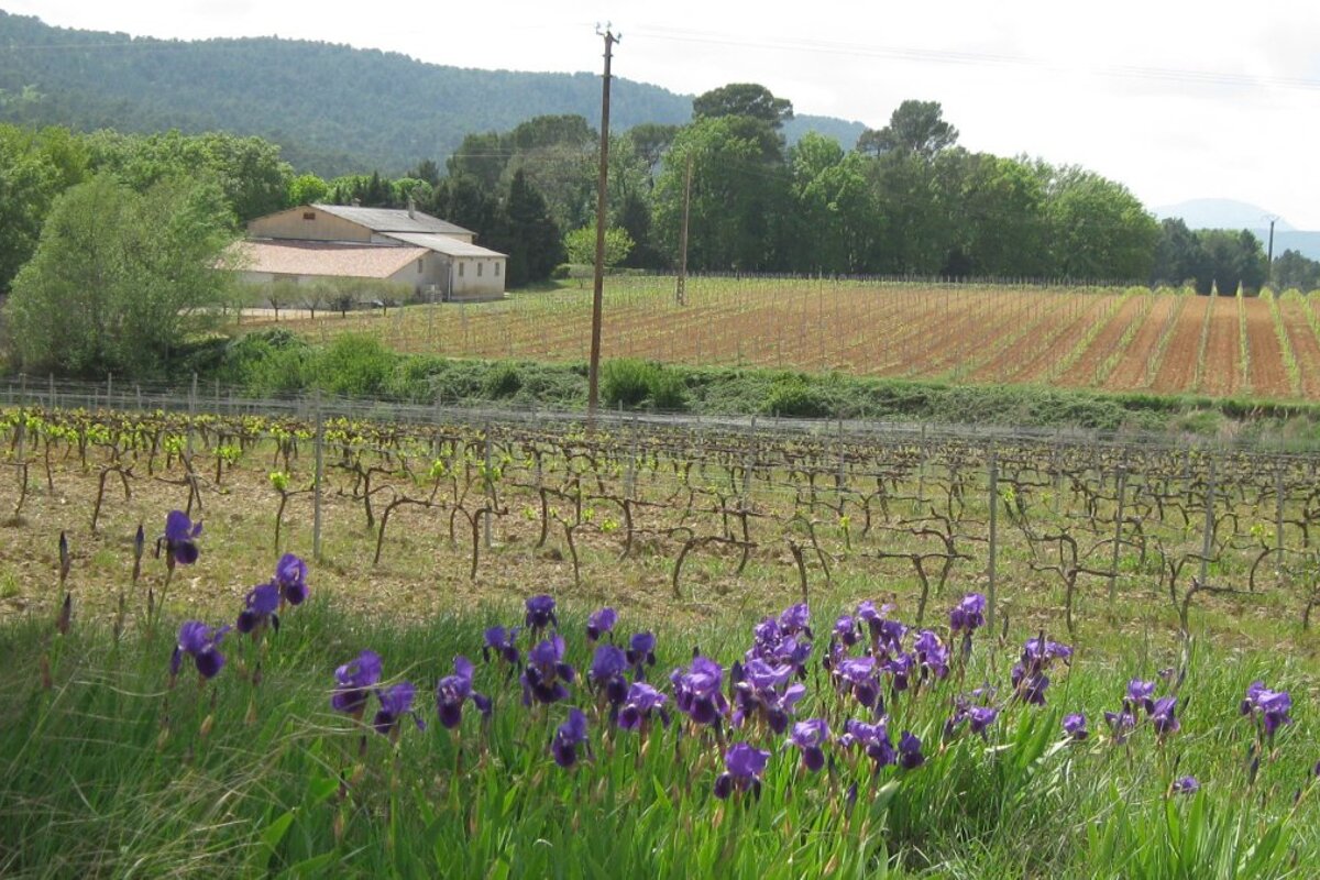 Chateau de Majouliere Vineyard, Villecroze