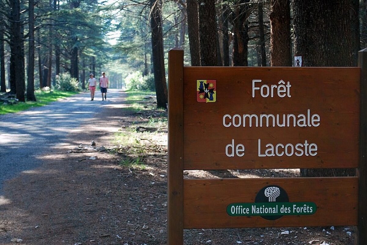 a forest sign & path behind