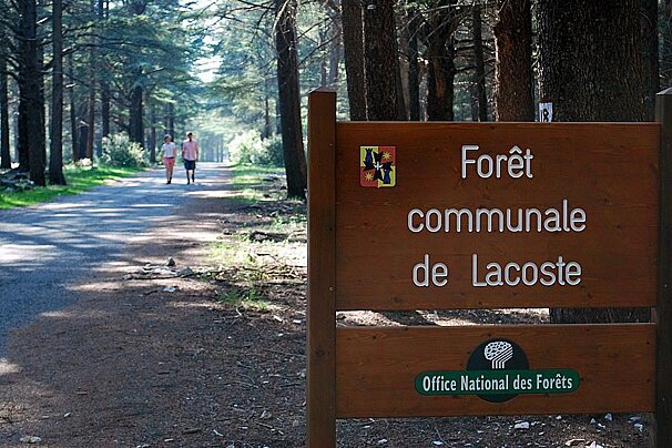 a forest sign & path behind